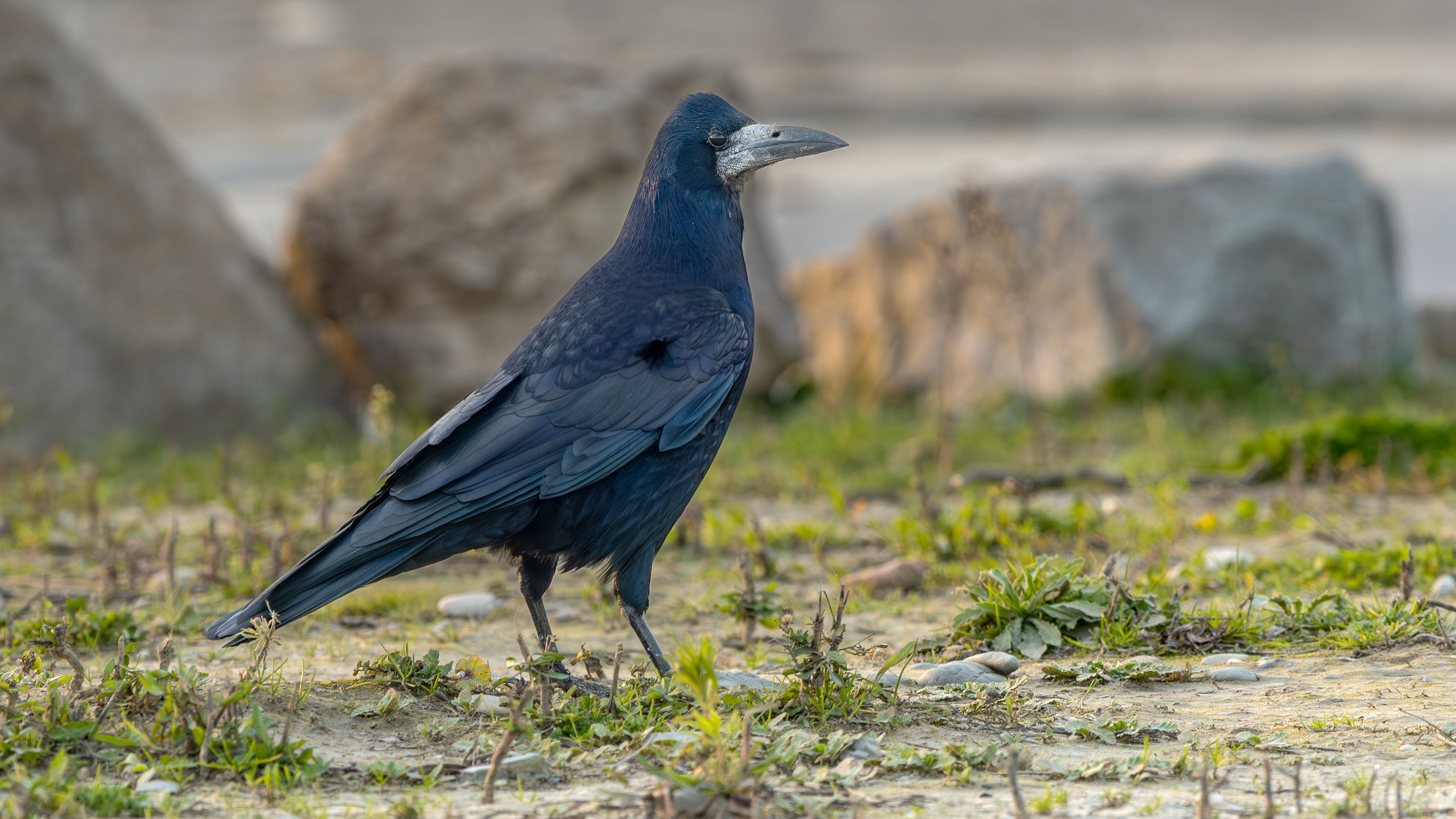 Rook